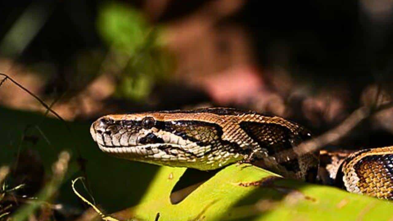 Scientists Develop eDNA Markers to Detect Burmese Pythons in Florida