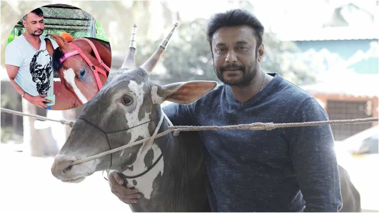 Inside Darshan Thoogudeepa’s Mysuru Farmhouse: Raising Horses and Rare Cattle