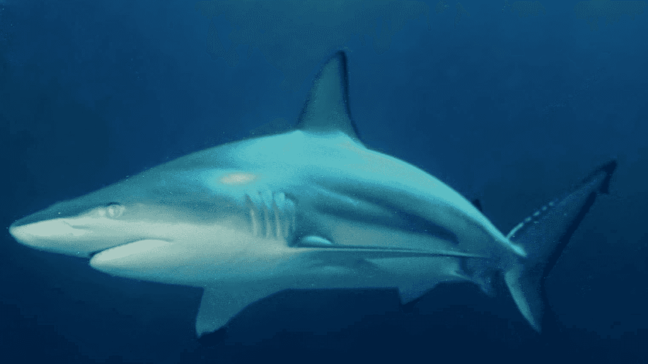Study Reveals Blacktip Sharks Can Hear Sounds from 250 Feet Away