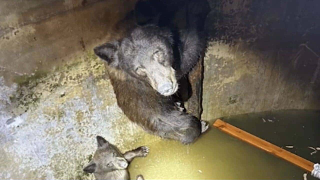 Hikers Rescue Mother Bear and Cubs Trapped in California Water Tank
