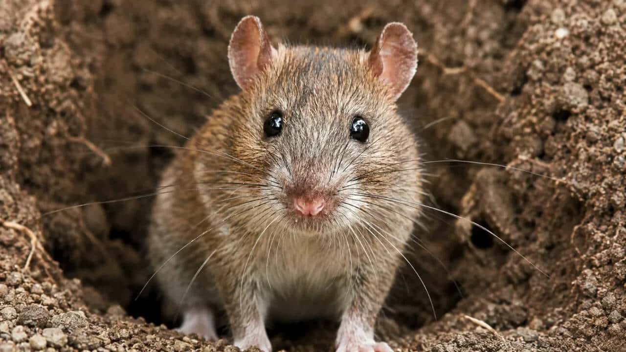 Palmyra Atoll Sees Dramatic Recovery After Rat Eradication