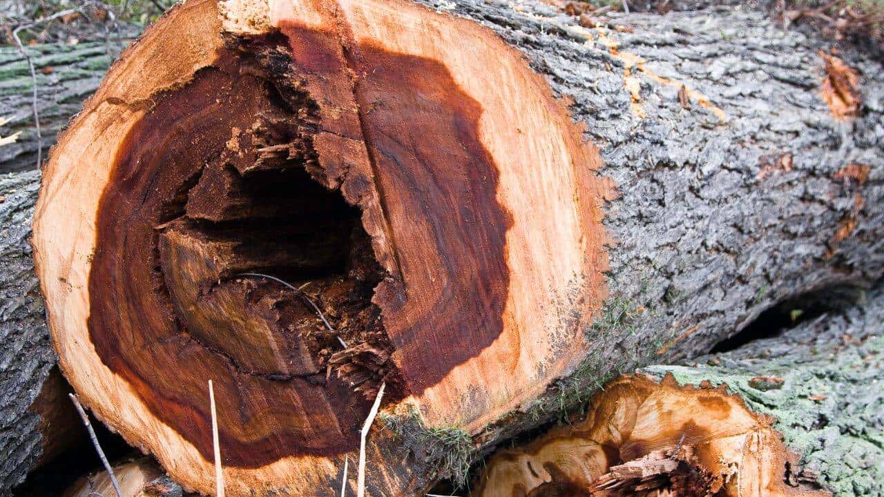 Scientists Infect 6,000 Young Elms to Combat Dutch Elm Disease
