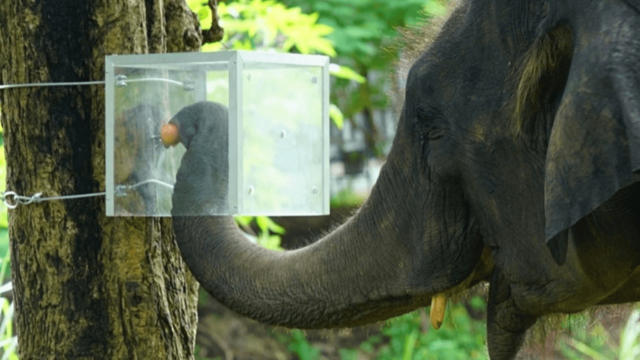 Thai Elephants Learn to Navigate Opaque Box for Fruit Rewards
