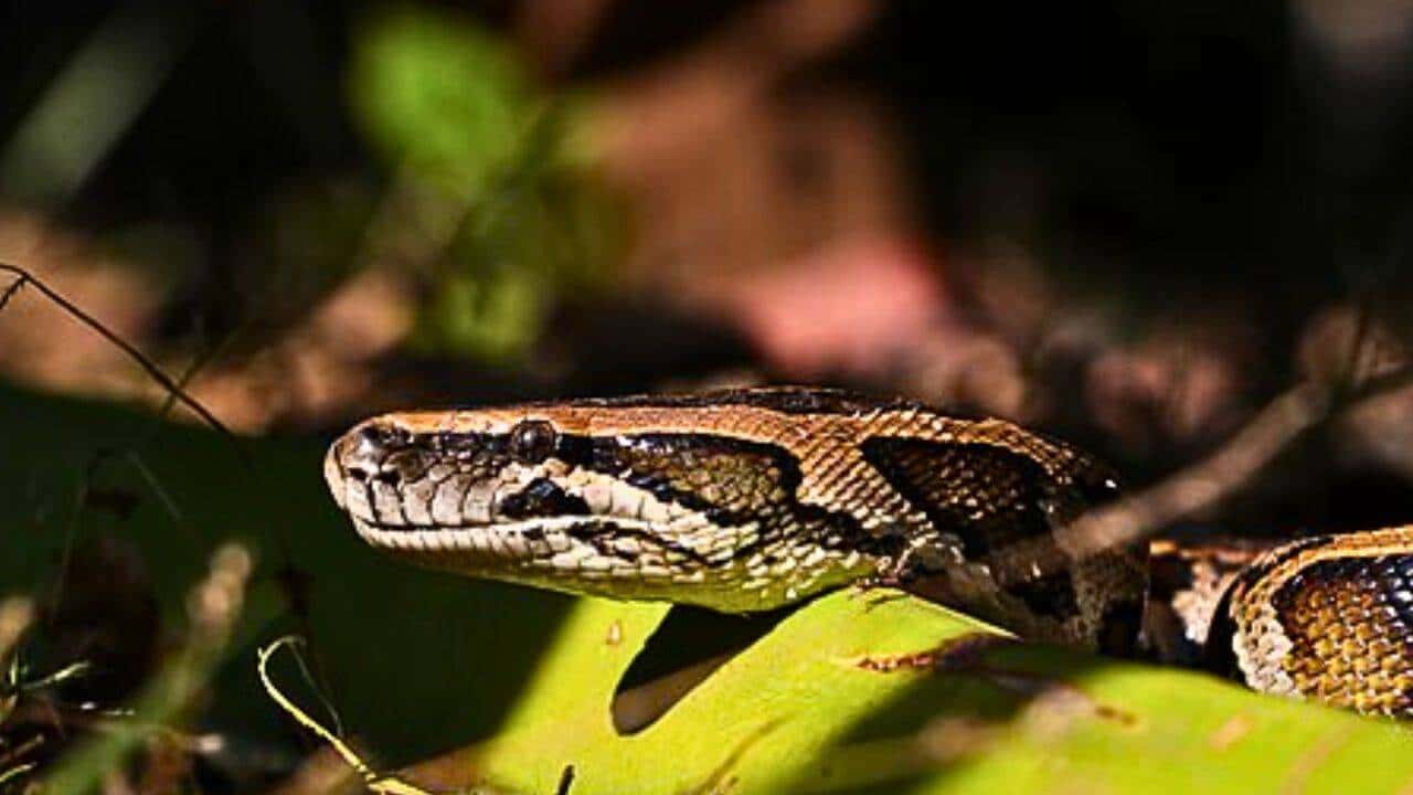 Scientists Develop eDNA Markers to Detect Burmese Pythons in Florida