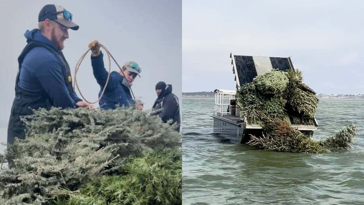 Texas Biologists Turn Donated Christmas Trees into Fish Habitat