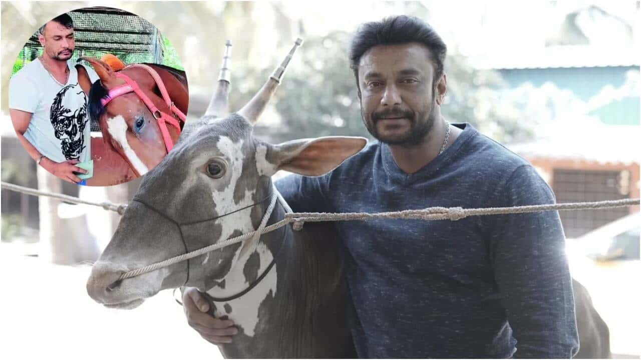 दर्शन थूगुदीपा के मैसूर फार्महाउस में: घोड़ों और दुर्लभ मवेशियों का पालन