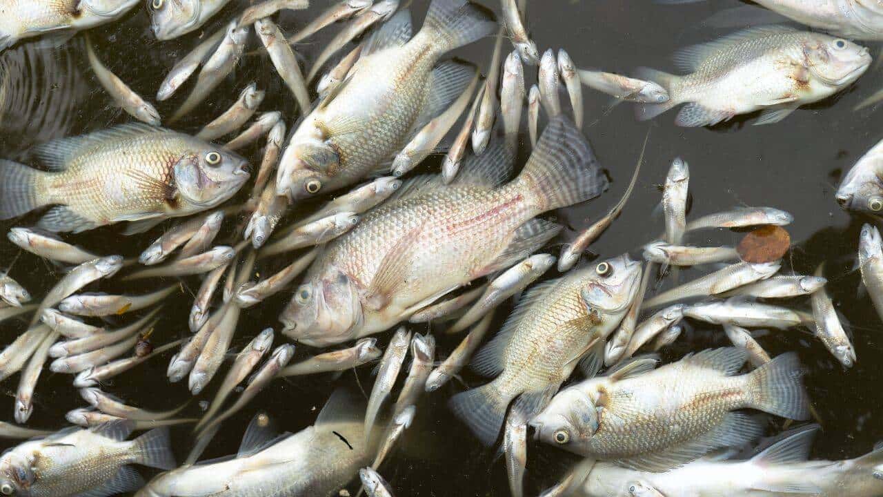 मैरीलैंड डेयरी फार्म की खाद की झील का ओवरफ्लो लगभग 11,000 मछलियों को मारता है
