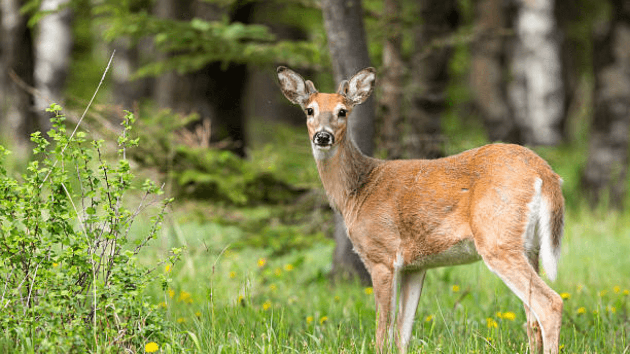 Missouri Couple Transforms 300-Acre Property into Deer Refuge