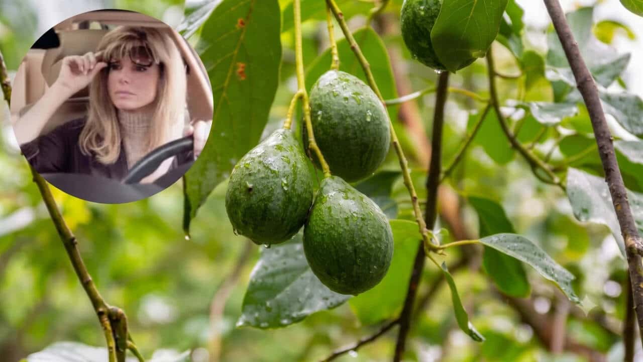 Sandra Bullock Sells Organic Avocado Ranch for $5.6 Million