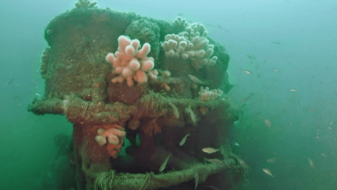 Ship Carrying 32 Million Illegal Cigarettes Sunk Off Ireland Becomes Artificial Reef