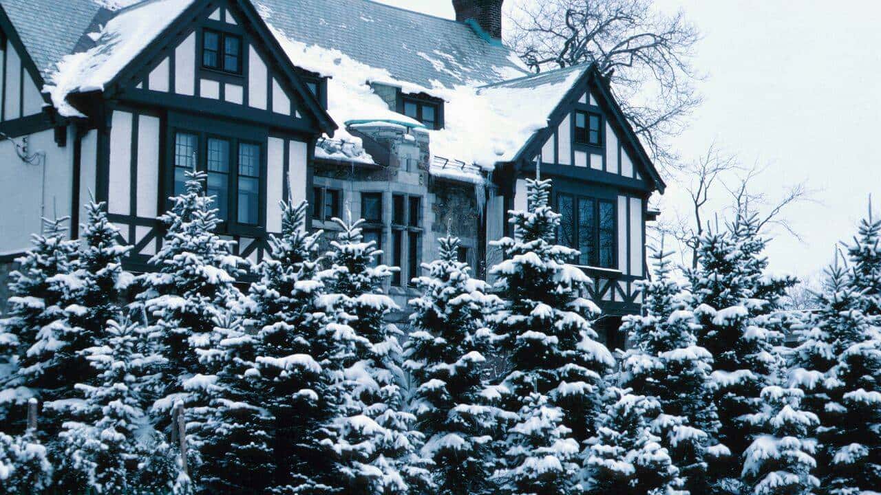 Ohio Court Rules Neighbor Recklessly Cut Down Spruce Tree, Awards Damages