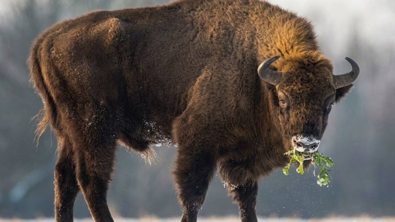 Bison Restoration at Konza Prairie Boosts Native Plant Diversity