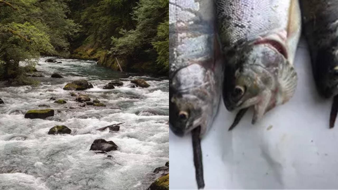 माउंट रेनियर की मछली स्टॉकिंग विरासत पारिस्थितिकी तंत्र को बाधित करती है