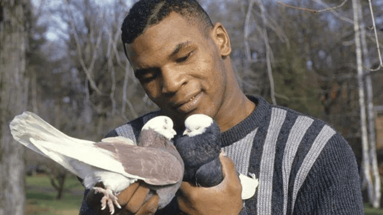 Mike Tyson's Lifelong Bond with Pigeons: From Childhood Bullying to a Nationwide Collection