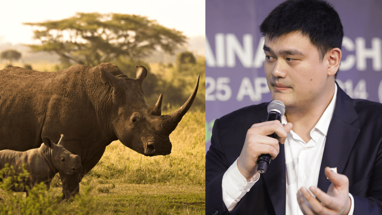 Yao Ming's Journey from NBA Star to Wildlife Conservation Advocate