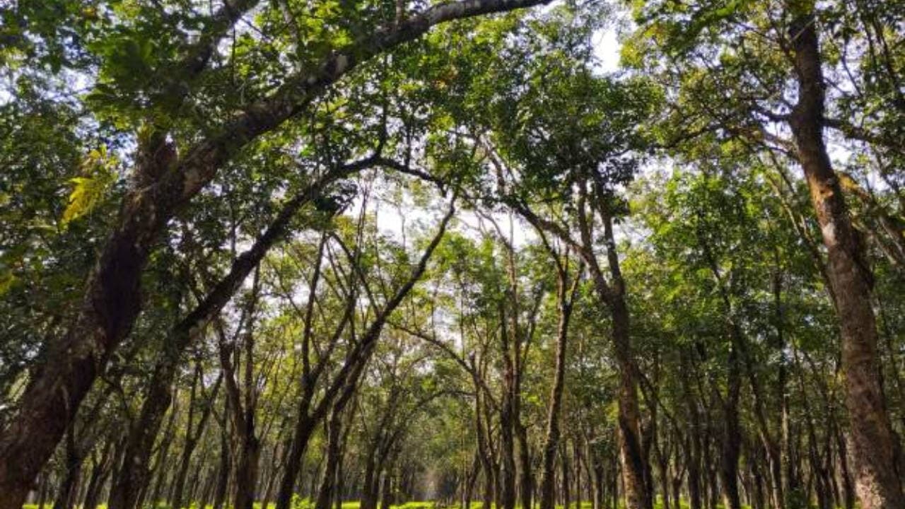 वैज्ञानिकों ने खोजा कि पेड़ कैसे झुकाव का अनुभव करते हैं और खुद को सीधा करते हैं