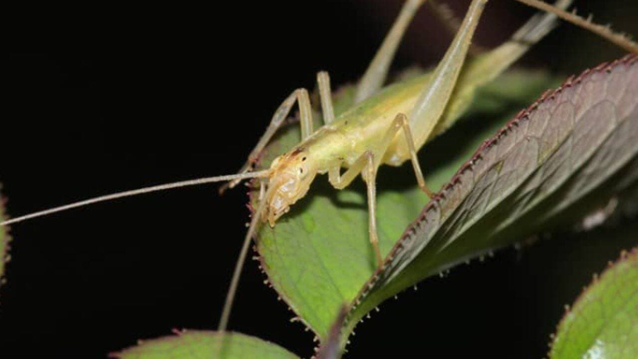 Scientists Recreate Insect Calls from 165 Million Years Ago Using Fossils and AI