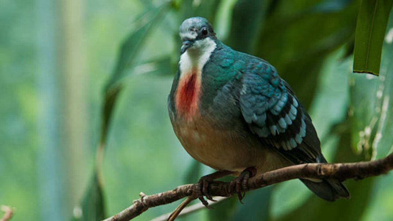 Rare Mindoro Bleeding-Heart Pigeon Spotted After 20 Years, But Its Future Remains Uncertain