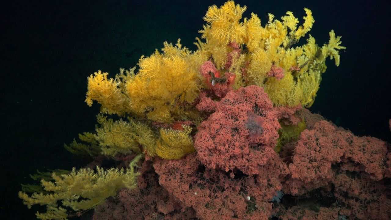 वैज्ञानिकों ने अनोखा सुनहरा कोरल खोजा, इसके लिए नया परिवार बनाया