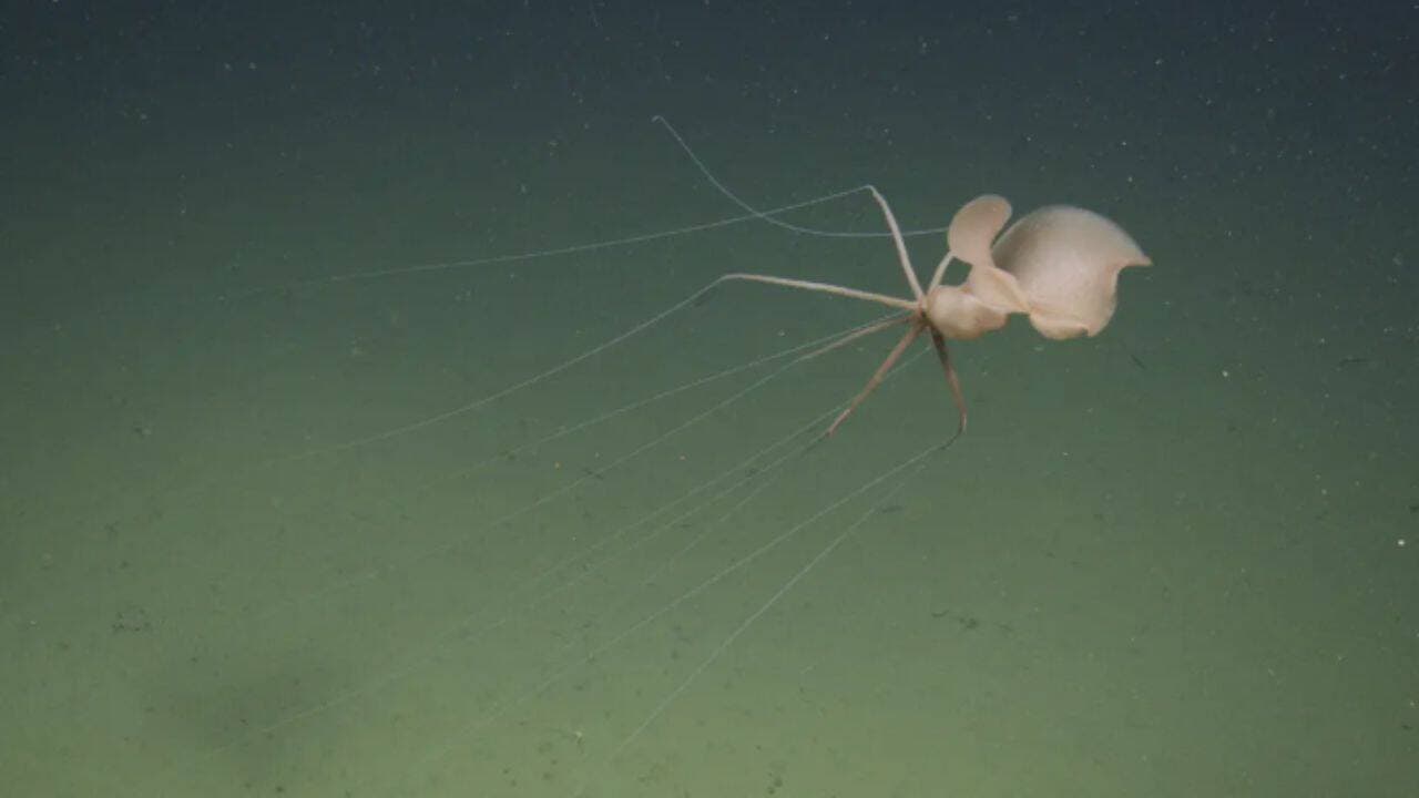 Scientists Discover Bigfin Squid Two Miles Below California