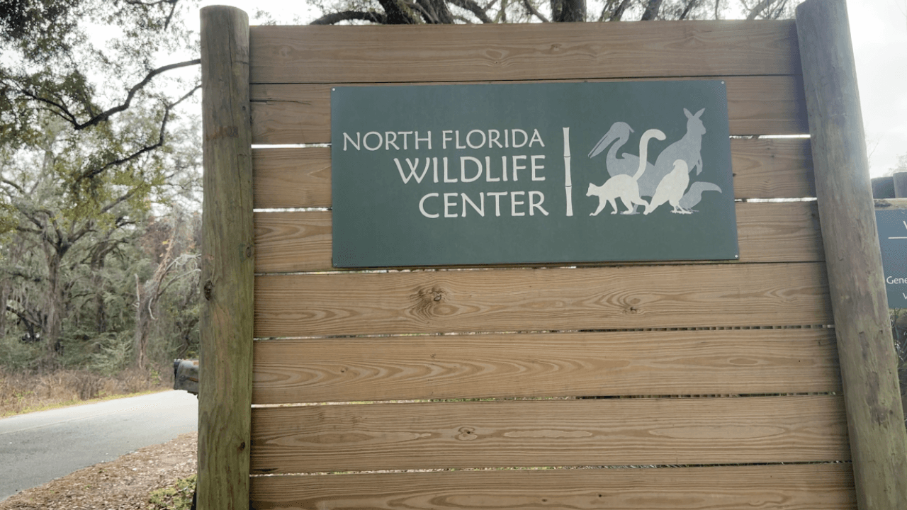 Florida Wildlife Centre Welcomes Red-Ruffed Lemurs to Aid Madagascar Rainforest Restoration