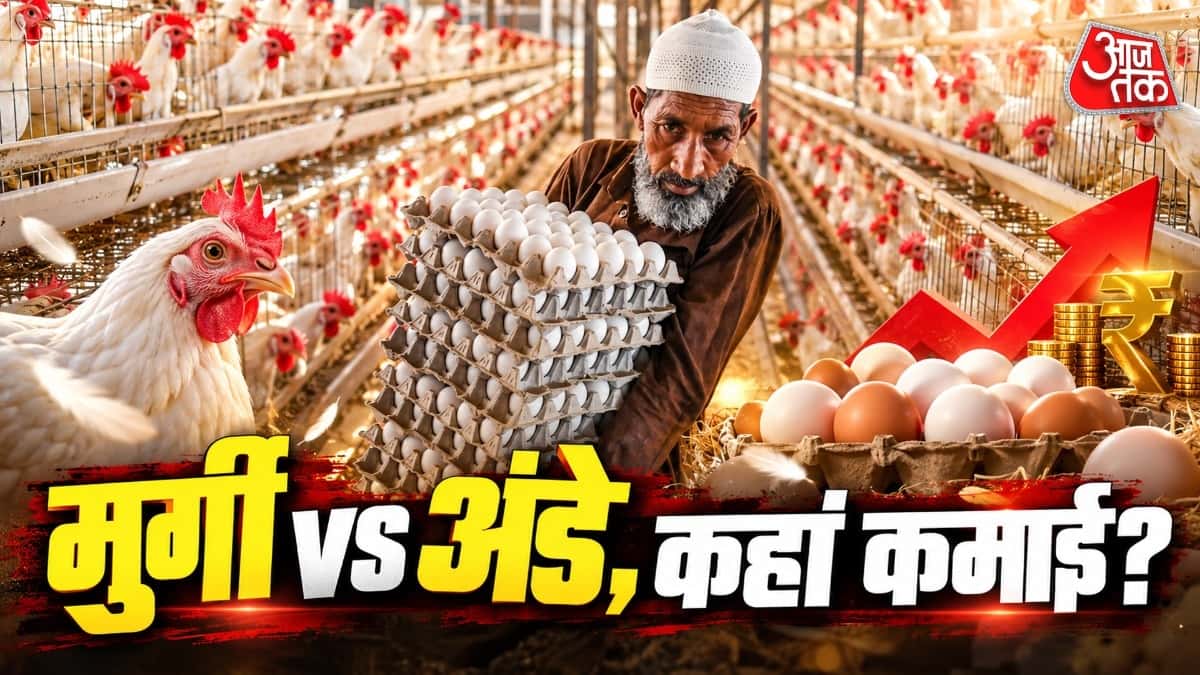 मुर्गी पालन: मुर्गी या अंडे... क्या बेचने से ज्यादा कमाई?
