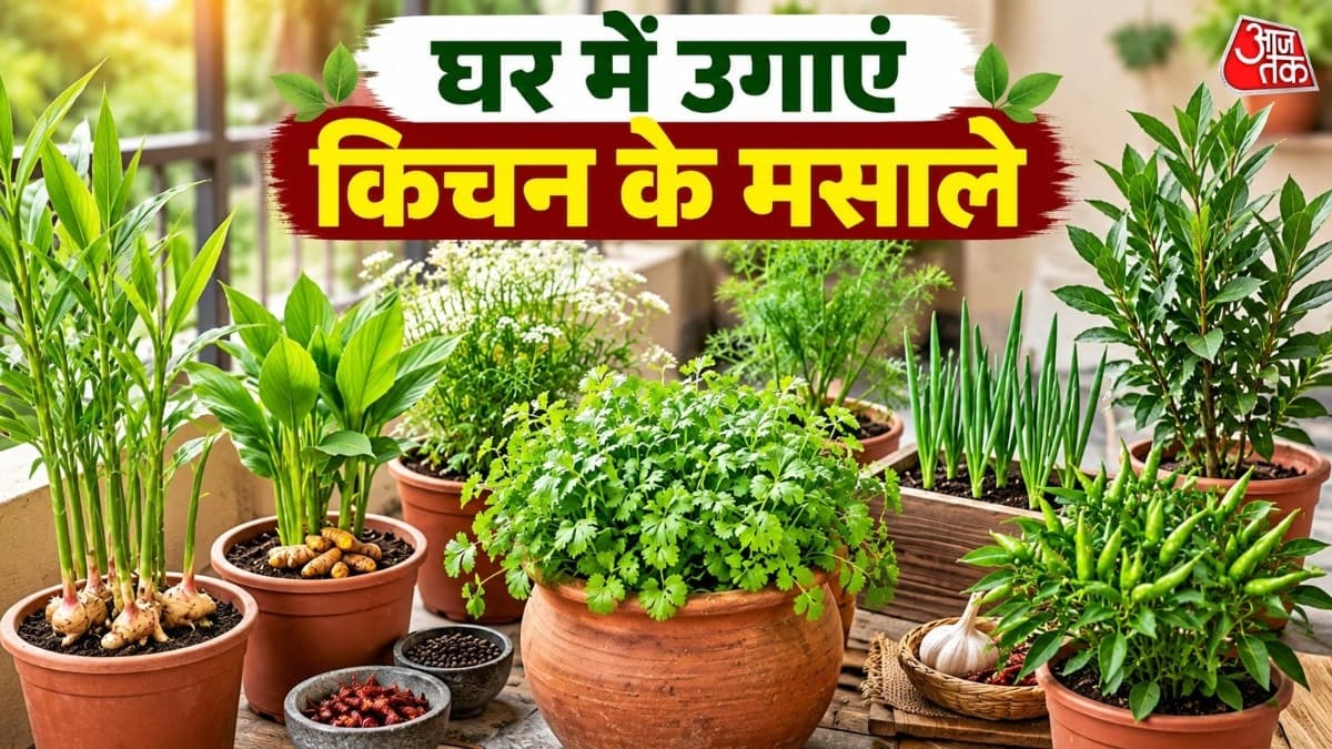 Grow Spices at Home: Save Money and Enhance Flavor