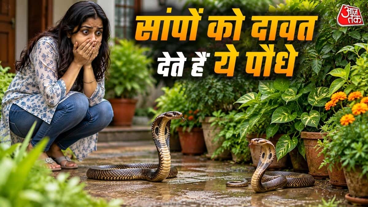 Plants That Attract Snakes: आंगन या गार्डन में लगे ये पेड़-पौधे सांपों को खींचते हैं, तुरंत कर दें बाहर
