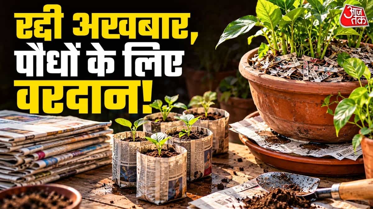 Old Newspaper Can Benefit Plants: Don't Throw It Away!