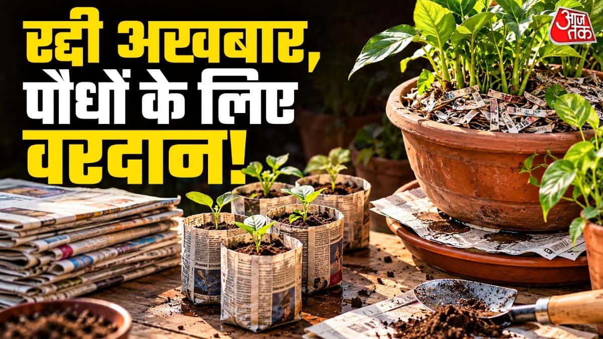 Old Newspaper Can Benefit Plants: Don't Throw It Away!
