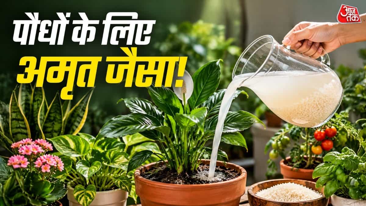 चावल का पानी पौधों के लिए: इसे बर्बाद न करें! जानें 7 पौधों के बारे में जो लाभ उठाते हैं