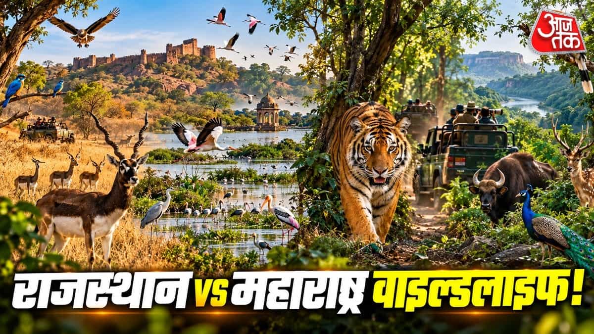 राजस्थान बनाम महाराष्ट्र: अक्टूबर में सबसे अच्छे वन्यजीव सफारी गंतव्य