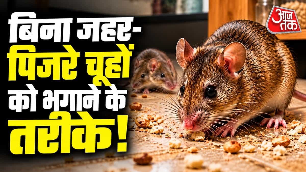 How to Get Rid of Rats: Effective Natural Remedies