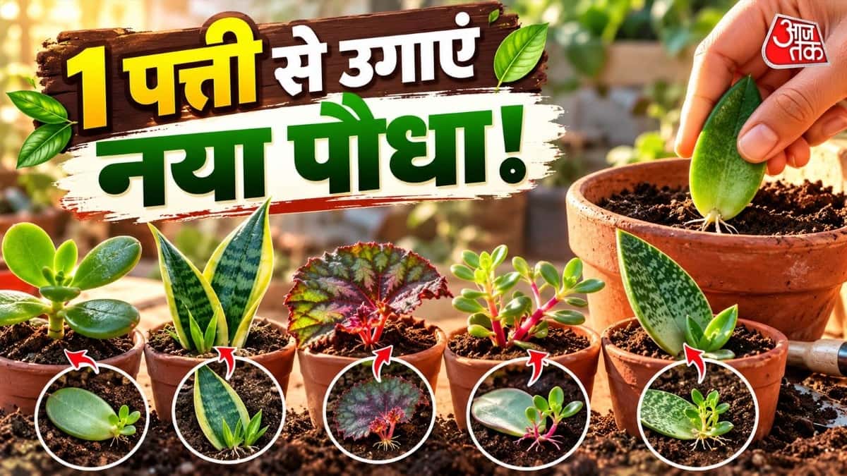 Grow These 5 Beautiful Plants from Just One Leaf