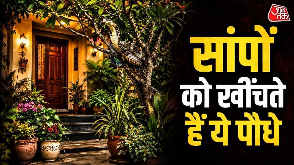 सांपों को न्योता देते हैं घर में लगे ये हरे-भरे पौधे