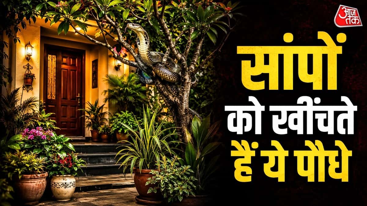 सांपों को न्योता देते हैं घर में लगे ये हरे-भरे पौधे