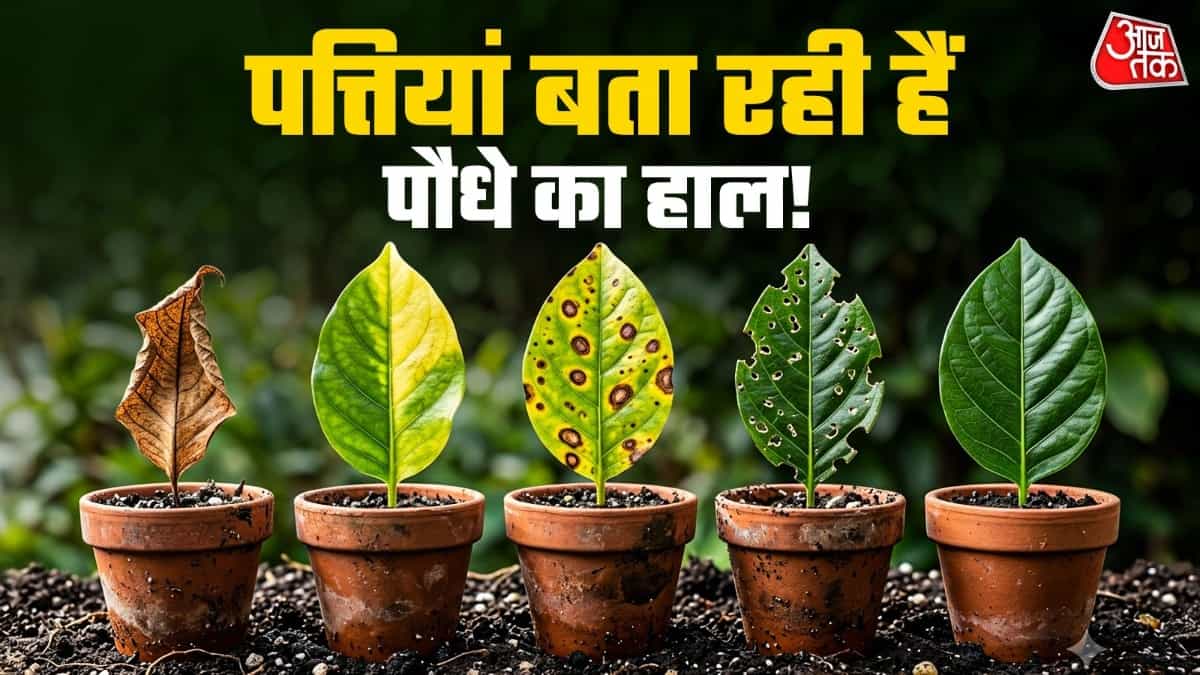 Understanding Plant Leaves: Signs of Health and Needs