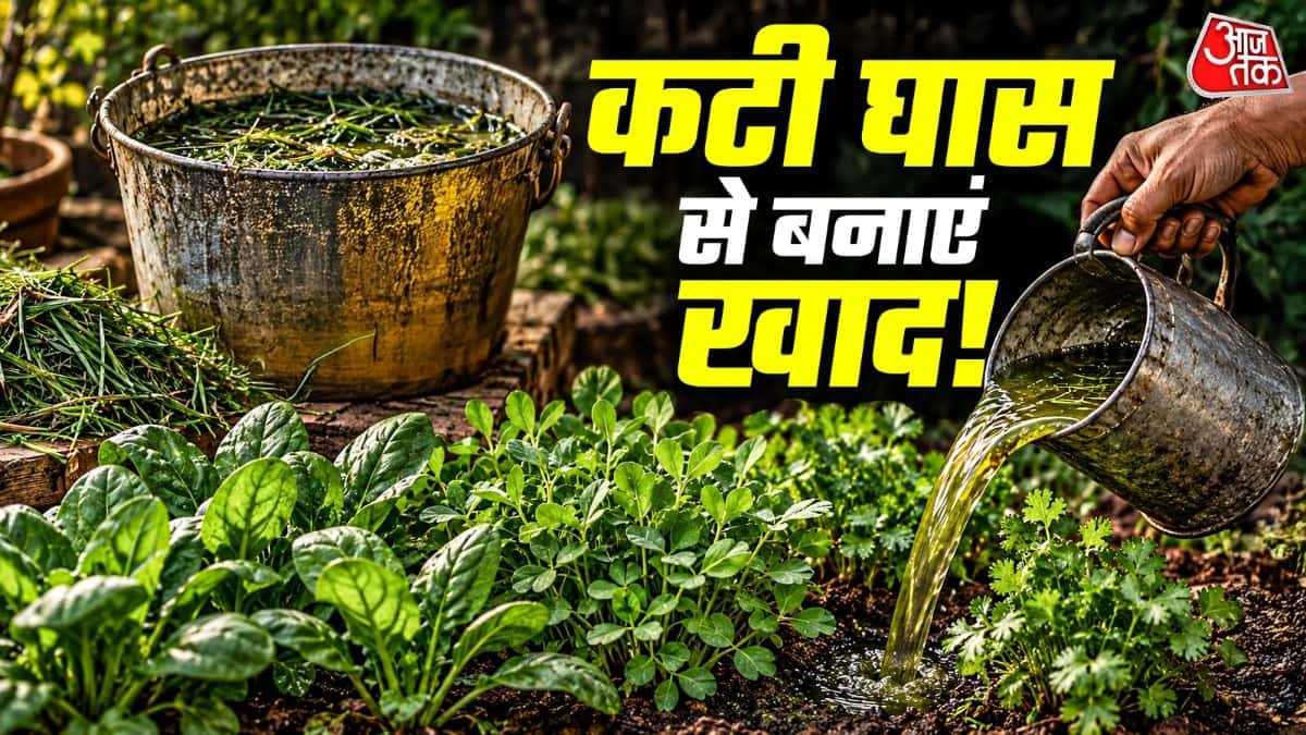 Make Nitrogen-Rich Liquid Fertilizer from Cut Grass in 10 Days