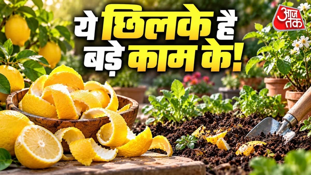 Lemon Peels Can Benefit Your Plants: Here’s How to Use Them