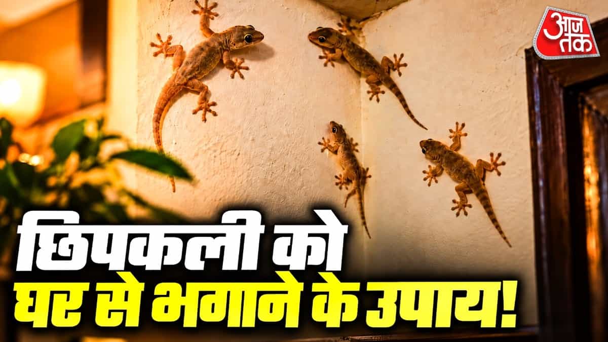 How to Get Rid of Lizards: Easy Tips to Keep Them Away