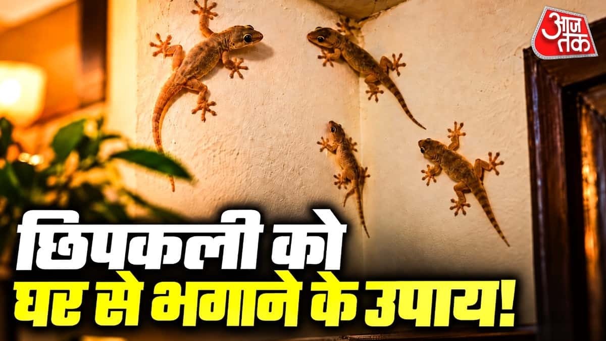 How to Get Rid of Lizards: Easy Tips to Keep Them Away