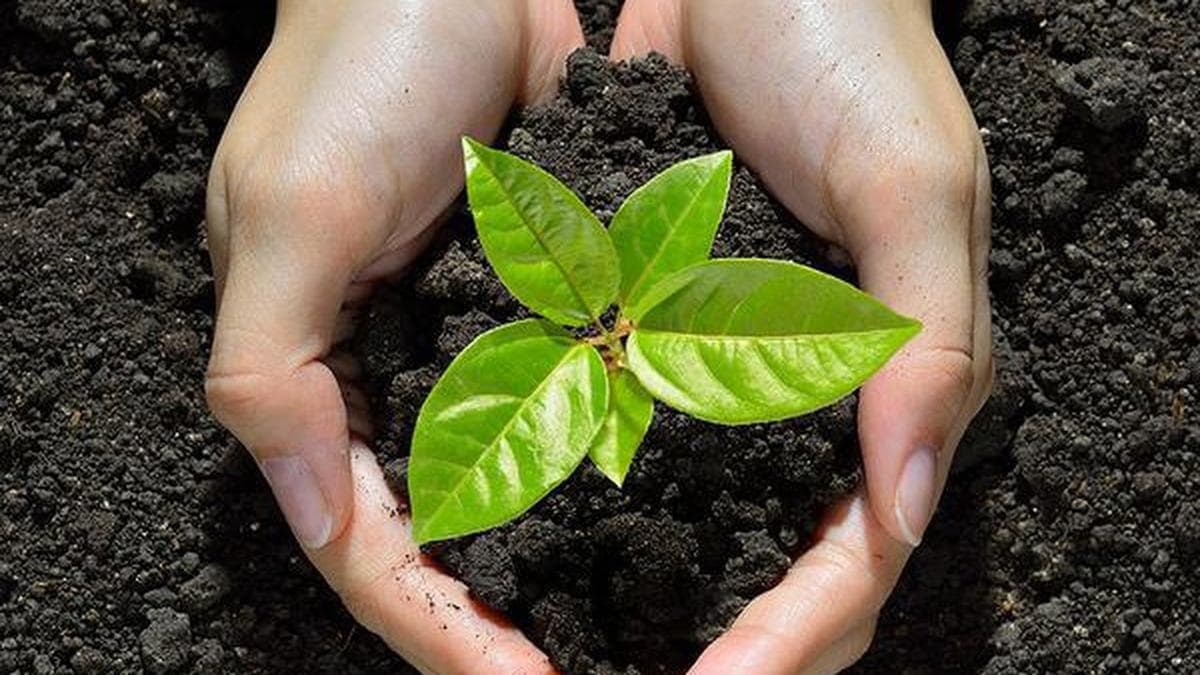 Karnataka HC Orders Advocate to Plant 1,000 Fruit-Bearing Saplings for Misconduct